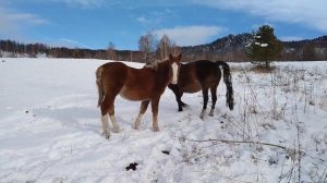 Дикие лошади/зимняя тебеневка/ Алтай 2023