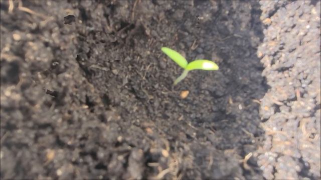 Томат Балконное чудо: - "Я родился!" 1.04.2022. смотреть онлайн