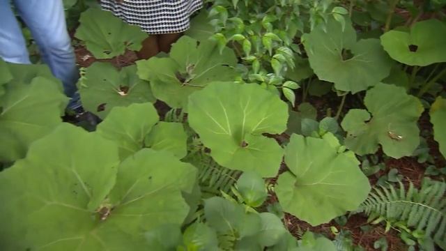 Blank Slate to Lush Landscape | Volunteer Gardener смотреть онлайн