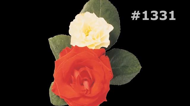 #1331. Розы - самые яркие цветы смотреть онлайн