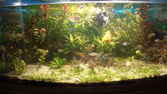 Болезни и лечение аквариумных рыб смотреть онлайн