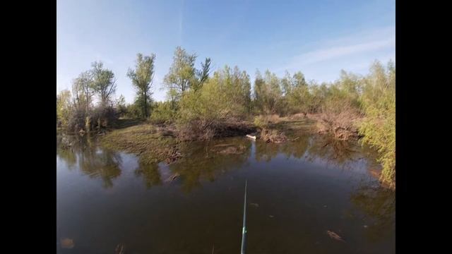Карась выпрыгивает из воды. The fish jumps out of the water смотреть онлайн