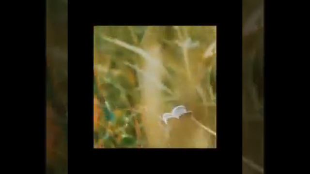 Эшли на маковом поле - боли нет места смотреть онлайн