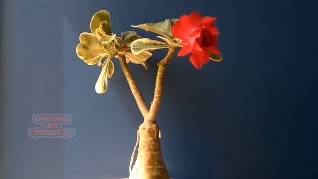 АДЕНИУМ "Siam Avrora" #комнатныерастения #пустыннаяроза смотреть онлайн