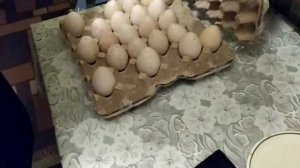 Инкубация индюшиных яиц.