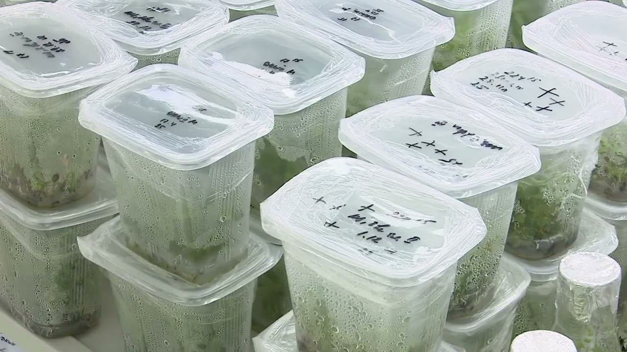 Прорыв в селекции жимолости. НПЦ «АГРОПИЩЕПРОМ» представил новые межвидовые гибриды жимолости смотреть онлайн