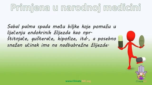 Sabal palma (lat. serenoa repens, eng. saw palmetto) смотреть онлайн