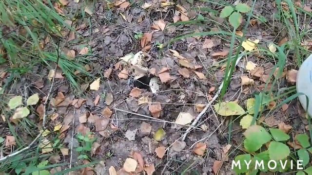 Сухие грузди в красивом месте. смотреть онлайн