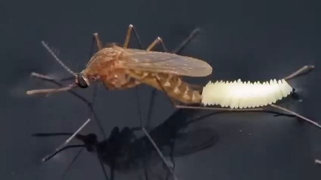 Строительные Мнения