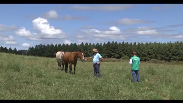 28/03/2017 – SENAR EM CAMPO HISTÓRIAS DE SUCESSO – Bovinocultura de Corte (SC) смотреть онлайн
