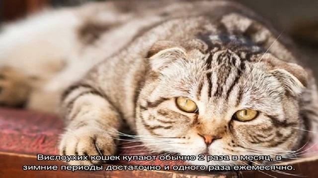 Шотландская вислоухая кошка (скоттиш фолд) смотреть онлайн