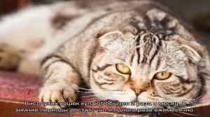 Шотландская вислоухая кошка (скоттиш фолд)