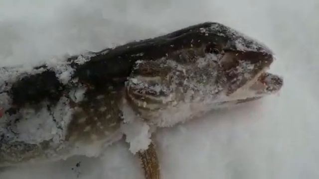 Щука мутант зимой смотреть онлайн