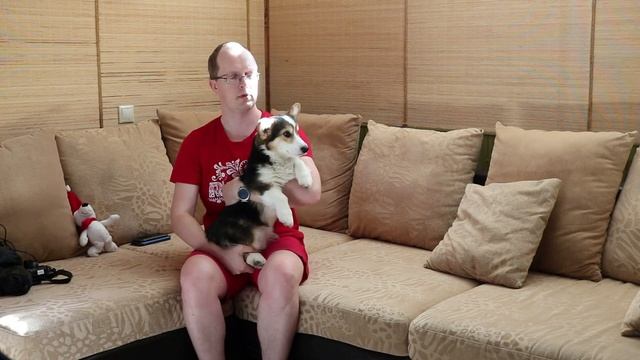 Щенку корги 6 месяцев! смотреть онлайн