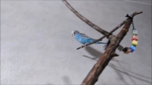 Как отучить попугая кусаться