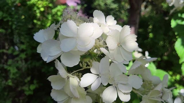 Гортензия Вайт Леди. Спрашивайте каталог на вацап  89193271772