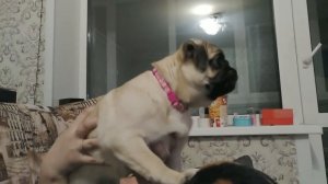 Собачьи дебаты.  Мопс Персик ругается с Хаски.