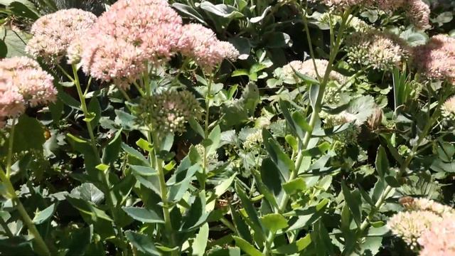 Швейцарские сады № 126   