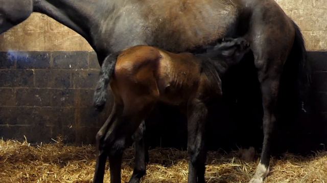 # 6 foal 2021 -💯 Beautiful filly by Cornet Du Lys x Sandro Boy out of Serena from Second Life Z,🥇🏆 смотреть онлайн