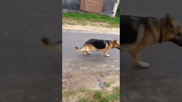 Рекс прыгун) смотреть онлайн