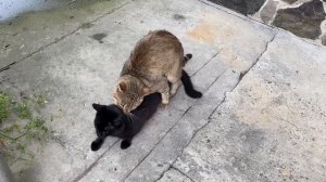 Кот трахнул своего брата.  Кошачья гомосятина.