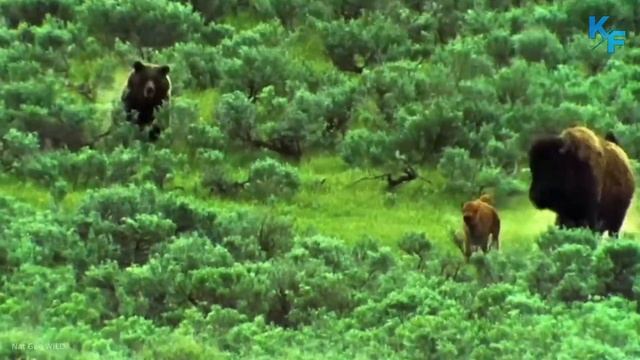 Гризли в деле. Свирепый медведь-убийца. Бесстрашный хищник. Самые интересные факты о гризли. смотреть онлайн