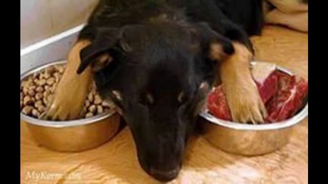 корм для собак Dog Chow