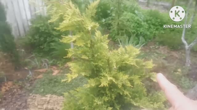 Обзор хвойных растений и их приростов. Часть 3. смотреть онлайн