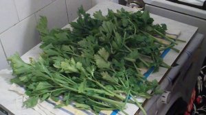 32. Заготовка черешкового сельдерея на зиму и его полезности.