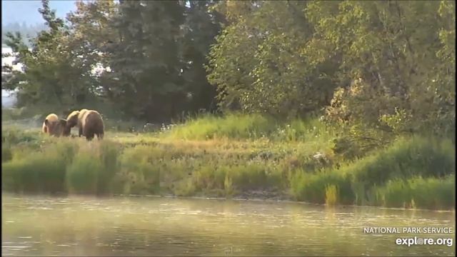 Медведи. Национальный Парк Катмай, Аляска. Bears. Katmai National Park, Alaska смотреть онлайн