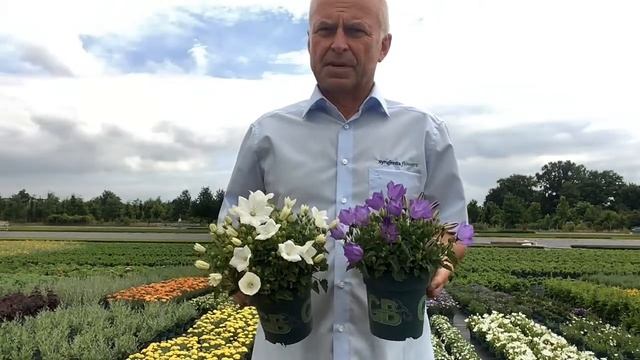 Campanula carpatica Pristar смотреть онлайн