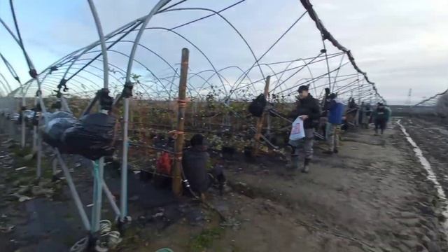 Бир күндө 9000 сом? #англия #работаванглии #англияда жумуш #европа #виза #job #jobs #work #europe смотреть онлайн