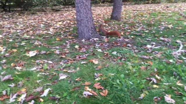 Vlog 4. Один день из жизни в Польше 21.10 смотреть онлайн