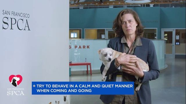 Separation Anxiety Tips from SF SPCA's Dr. Jennifer Scarlett | Tips and Tricks смотреть онлайн
