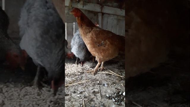 Пополнение в курятнике курами породы Доминант. смотреть онлайн