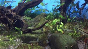 Барбус Денисони