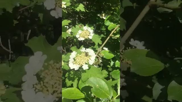Цветущий куст калины#соцветия калины#бабочка на цветах калины#shorts смотреть онлайн