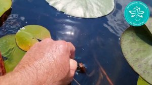 Отцветшие бутоны и желтые листья у нимфеи - нужно ли их обрывать и что делать? Питомник нимфей