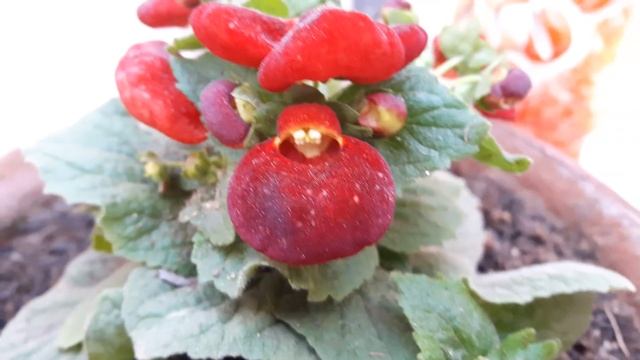 How to Grow and Care Lady's Purse Plant // Calceolaria || Fun Gardening смотреть онлайн