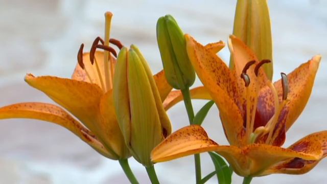 Amazing Tger Lillies_Footage 193__close up_восхитительные тигровые лилии_крупный план смотреть онлайн