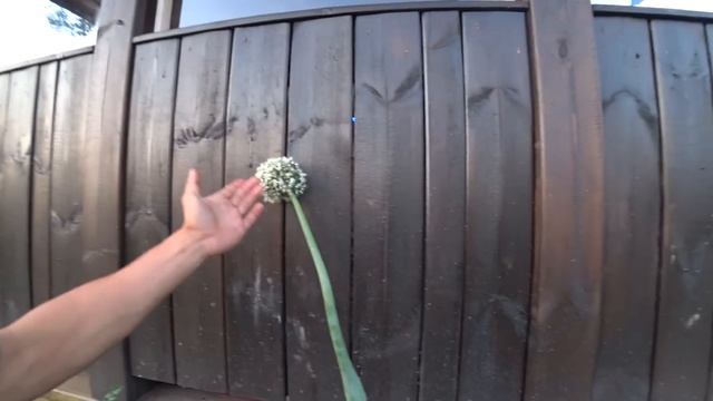 Что выгоднее покупать или выращивать самому? смотреть онлайн