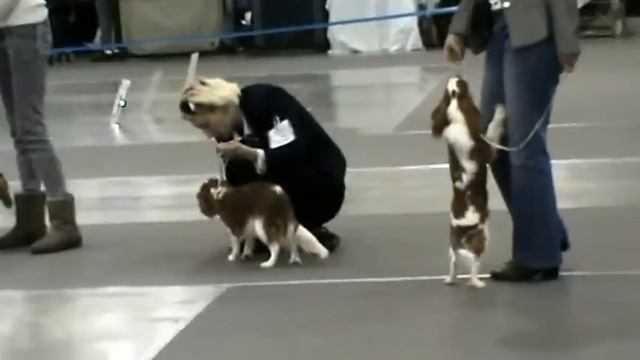 ЕВРАЗИЯ 23.03.2013 CKCS females Puppy class смотреть онлайн