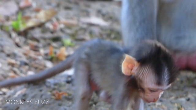Trillion Pity Vikki!!! Little Baby Monkey Vikki Super Hungry - Violate Really Lazy Nursing смотреть онлайн