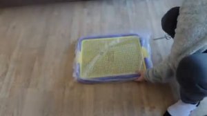 КАК ПРИУЧИТЬ СОБАКУ К ЛОТКУ. Первая часть нашего эксперимента.