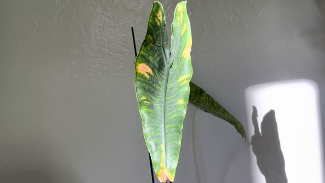 Aroid Haul: Philodendron Majestic And More