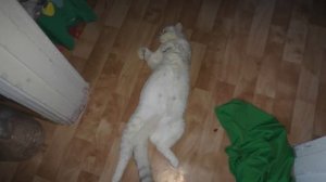 КОШКА РОДИЛА ТРОИХ КОТЯТ\ЧТО НАМ С НИМИ ДЕЛАТЬ\ЖИЗНЬ ДОМАШНИХ ЖИВОТНЫХ