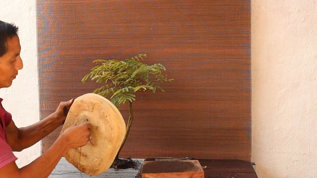 ACACIA amarilla estilo naturalista смотреть онлайн