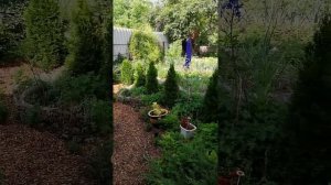 Мульча из измельченных веток.Вот как я ее применила в свом саду.