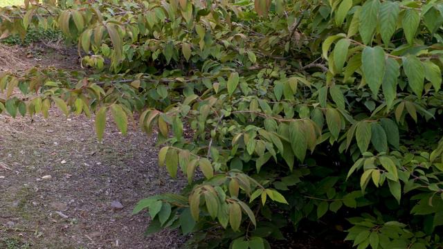 Viburnum plicatum f tomentosum - Doublefile Viburnum смотреть онлайн