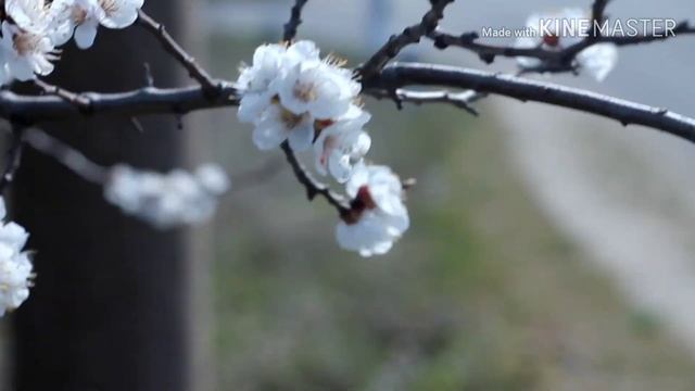 Первые попытки съёмки видео на Canon EOS 1100D + Гелиос 44/2 + фото смотреть онлайн